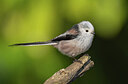 BUITEN BEELD Foto: 452239