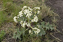 BUITEN BEELD Foto: 452276