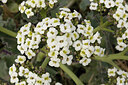 BUITEN BEELD Foto: 452277