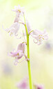 BUITEN BEELD Foto: 452279