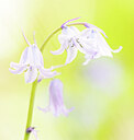 BUITEN BEELD Foto: 452281
