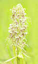 BUITEN BEELD Foto: 452292