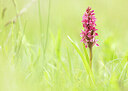 BUITEN BEELD Foto: 452295