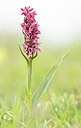 BUITEN BEELD Foto: 452296