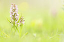 BUITEN BEELD Foto: 452307