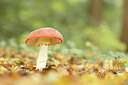 BUITEN BEELD Foto: 452325