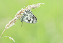 BUITEN BEELD Foto: 452338