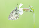 BUITEN BEELD Foto: 452340