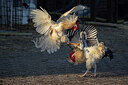 BUITEN BEELD Foto: 452359