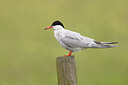 BUITEN BEELD Foto: 452395
