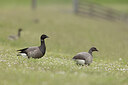 BUITEN BEELD Foto: 452396