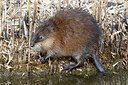 BUITEN BEELD Foto: 452414