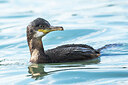 BUITEN BEELD Foto: 452416