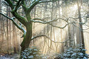 BUITEN BEELD Foto: 452434