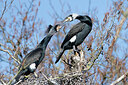 BUITEN BEELD Foto: 452437