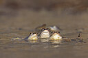 BUITEN BEELD Foto: 452442