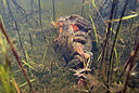 BUITEN BEELD Foto: 452446