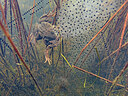 BUITEN BEELD Foto: 452449
