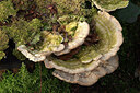 BUITEN BEELD Foto: 452457