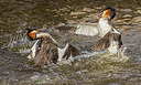BUITEN BEELD Foto: 452467