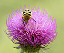 BUITEN BEELD Foto: 452470