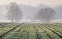 BUITEN BEELD Foto: 452492