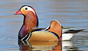 BUITEN BEELD Foto: 452495