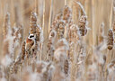 BUITEN BEELD Foto: 452500