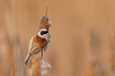 BUITEN BEELD Foto: 452510