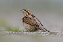 BUITEN BEELD Foto: 452525