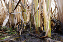 BUITEN BEELD Foto: 452540