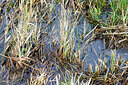 BUITEN BEELD Foto: 452548