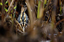 BUITEN BEELD Foto: 452559
