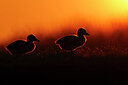BUITEN BEELD Foto: 452571