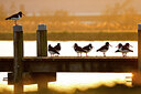 BUITEN BEELD Foto: 452572