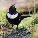 BUITEN BEELD Foto: 452600