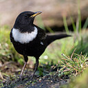 BUITEN BEELD Foto: 452601