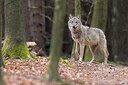 BUITEN BEELD Foto: 452606