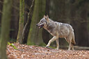 BUITEN BEELD Foto: 452607