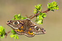 BUITEN BEELD Foto: 452611