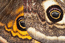 BUITEN BEELD Foto: 452612