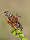 BUITEN BEELD Foto: 452613