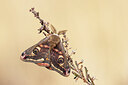 BUITEN BEELD Foto: 452614
