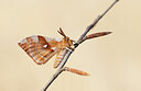 BUITEN BEELD Foto: 452615
