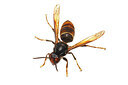 BUITEN BEELD Foto: 452621