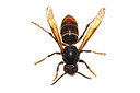 BUITEN BEELD Foto: 452622