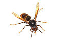 BUITEN BEELD Foto: 452623