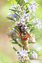 BUITEN BEELD Foto: 452629