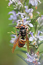 BUITEN BEELD Foto: 452630