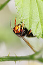 BUITEN BEELD Foto: 452634